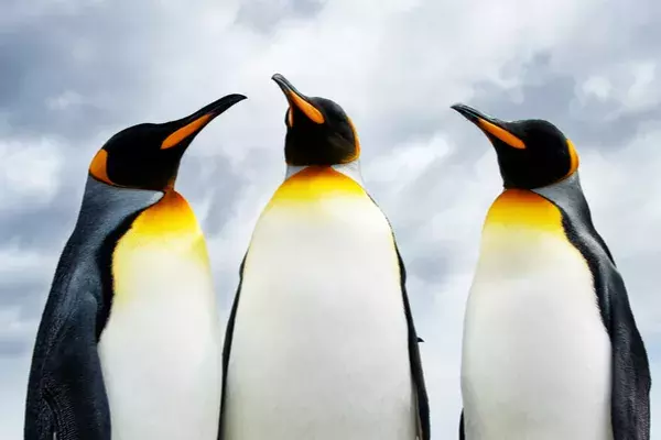 A row of three emperor penguins
