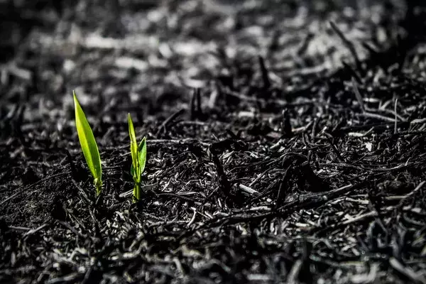 Green shoots growing from ashes