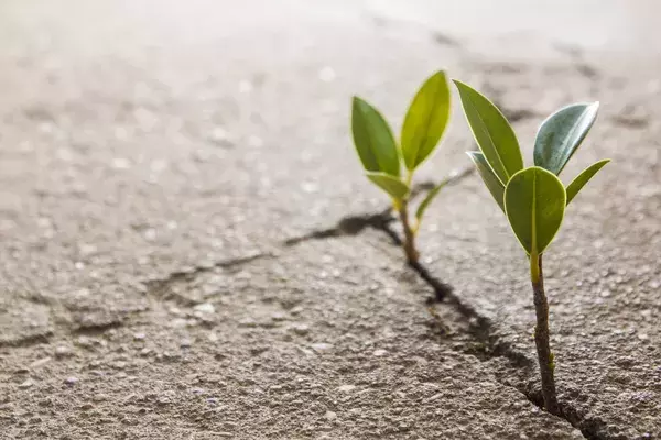 2 plants growing through cracks in the concrete